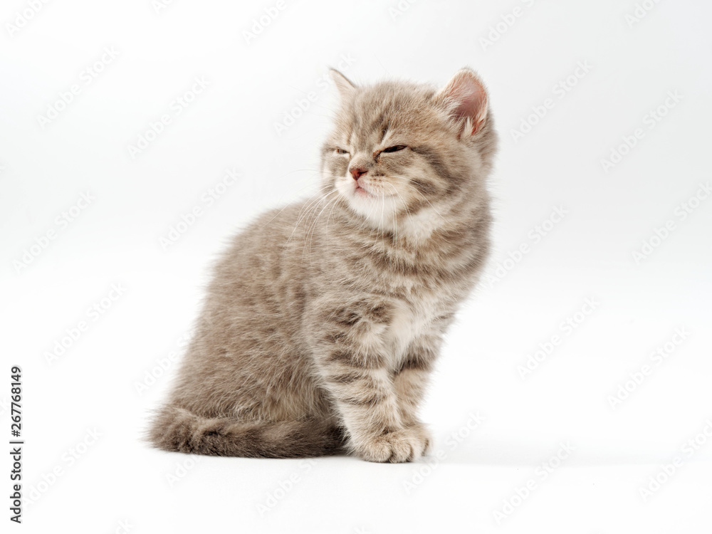 Obraz premium little funny kittens on a white background