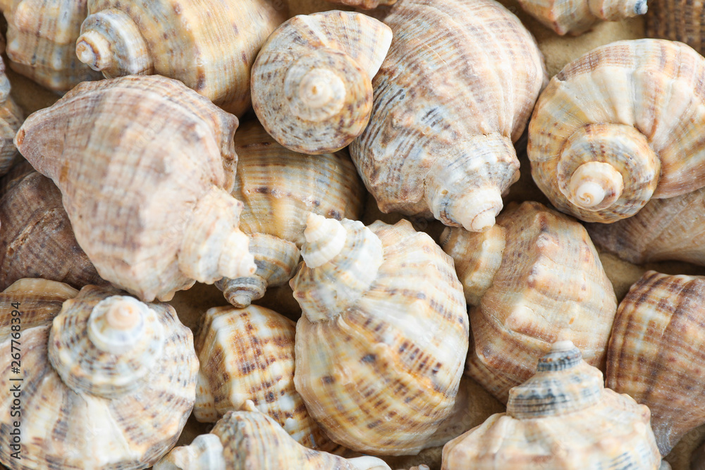 Many seashells as background, space for text and closeup Many seashells as background, space for text and closeup