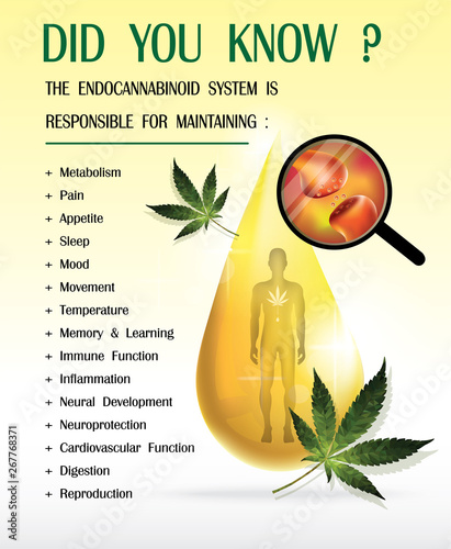 THE ENDOCANNABINOID SYSTEM IS RESPONSIBLE FOR MAINTAINING,vector infographic on cannabis natural background.