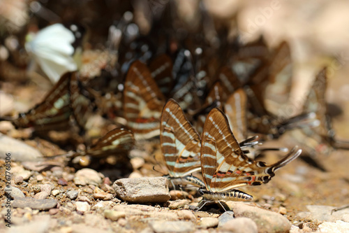 Butterflies following a series of natural Ban Krang Camp. Phetchaburi, Thailand © Passakorn