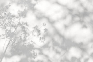 trees branch and leaf with shadow on a white concrete wall. Leaf pattern. Blurred background.