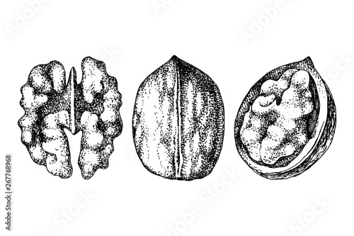 Hand drawn walnut nuts