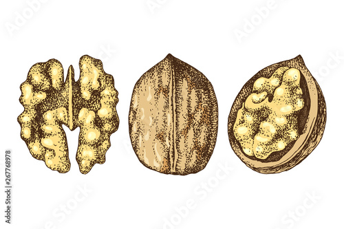 Hand drawn walnut nuts