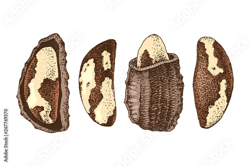 Set of hand drawn brazil nuts
