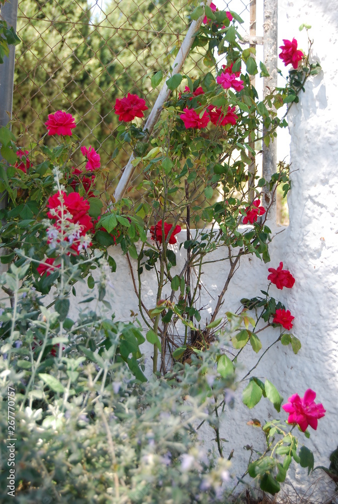 Red Rose Flowers, Floral Portrait