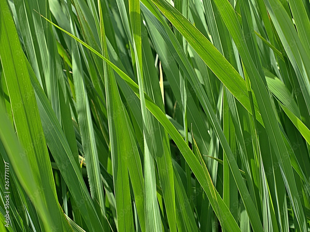 Closeup of fresh green grass Closeup of fresh green grass