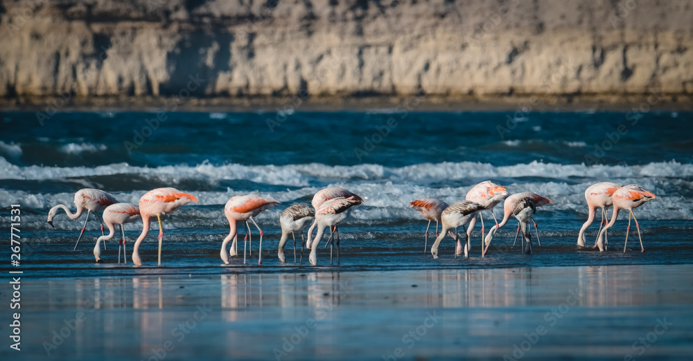 Fototapeta premium Flock of flamingos feeding on the coast of the ocean, Peninsula Valdes,Patagonia Argentina
