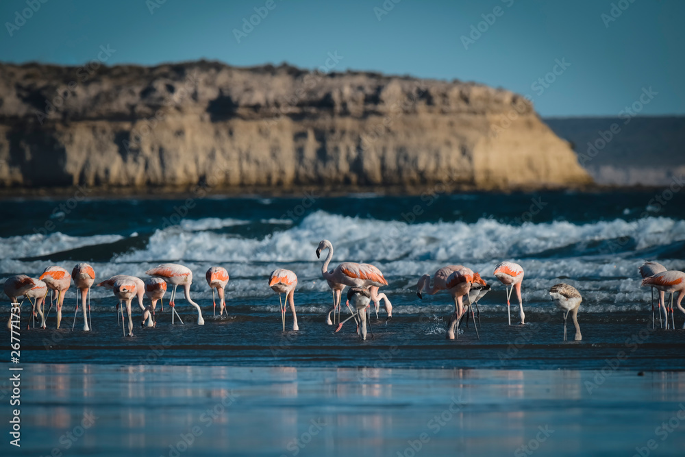 Fototapeta premium Flock of flamingos feeding on the coast of the ocean, Peninsula Valdes,Patagonia Argentina