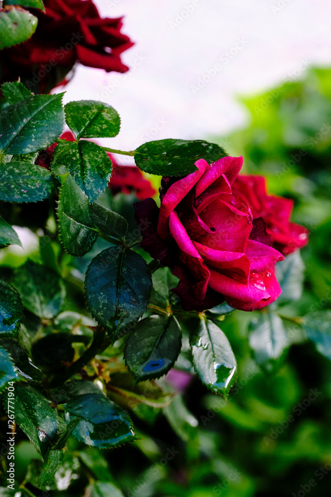 Rosa roja al natural Stock Photo | Adobe Stock