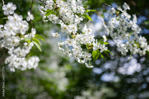 Fototapeta Naklejka Na Ścianę i Meble -  Apple tree branch with white flowers on blurred background