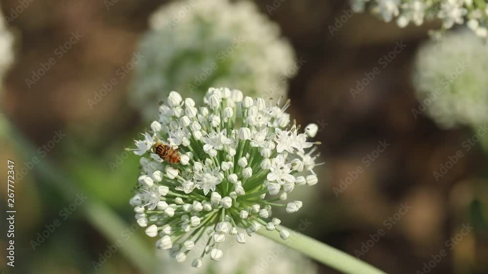 bee on Onion flower field , Onion flower field bee on Onion flower field , Onion flower field