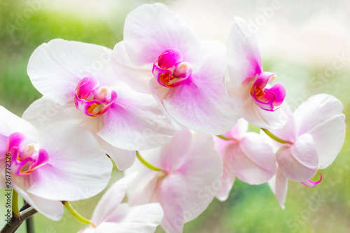 Beautiful tropical exotic branch with pink and magenta Moth Phalaenopsis Orchid flowers in spring in the forest on light green background.