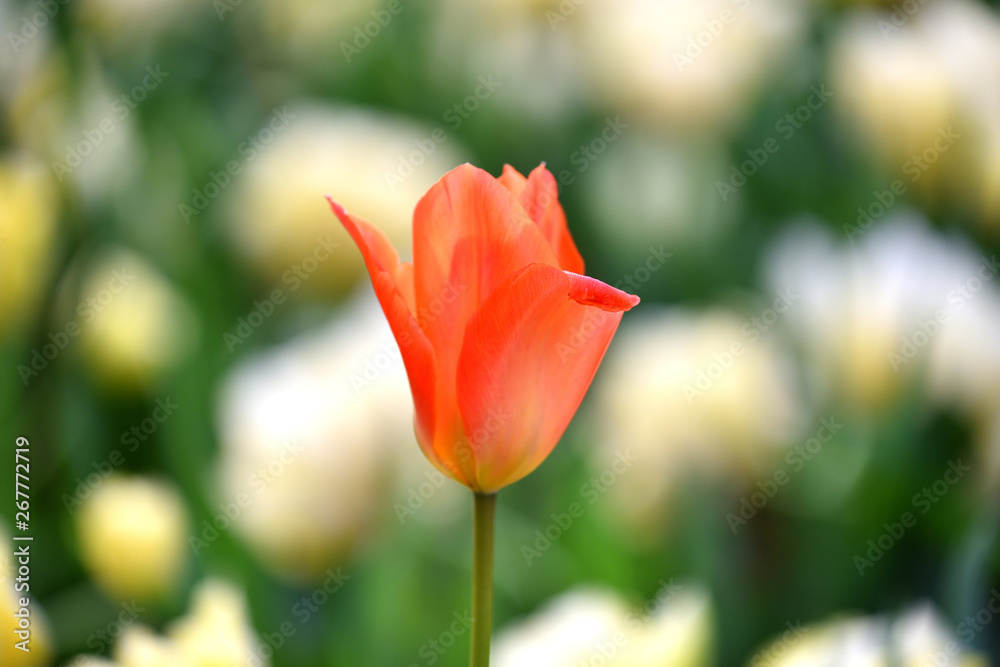 赤いチューリップ