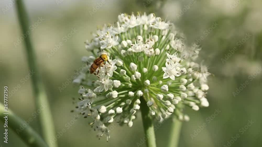 bee on Onion flower field , Onion flower field bee on Onion flower field , Onion flower field