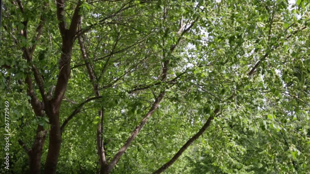 Green foliage of trees, branches swaying in the wind Green foliage of trees, branches swaying in the wind