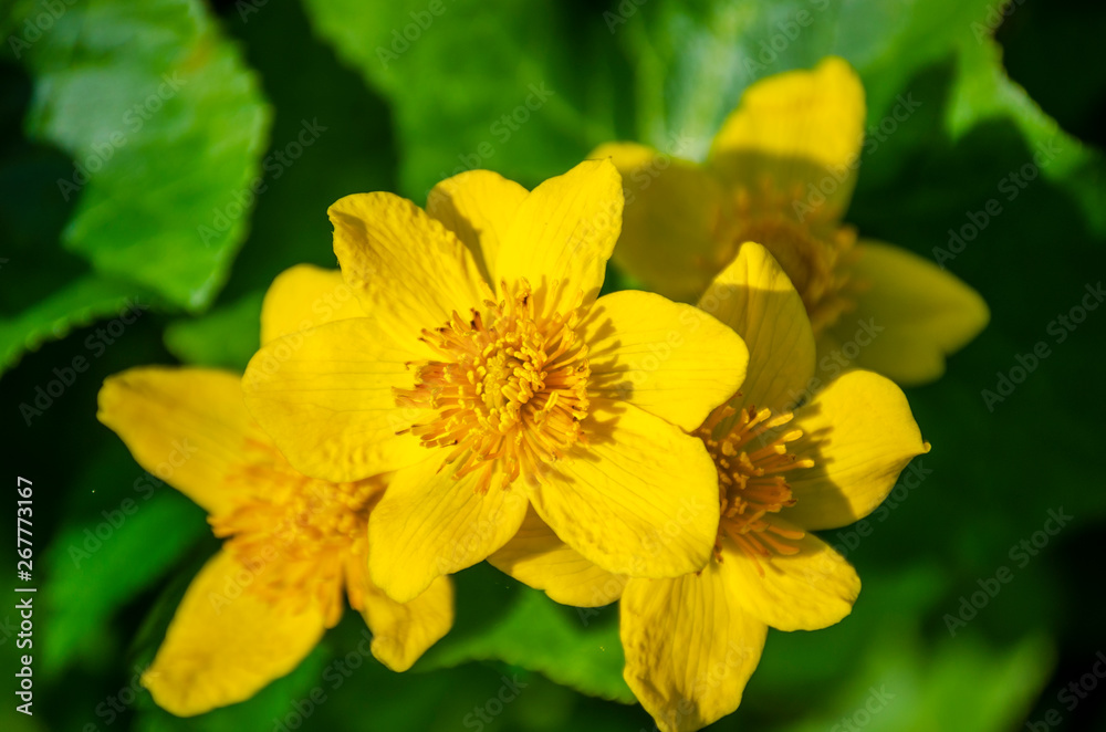 bright yellow marsh flower on green leaves bright yellow marsh flower on green leaves
