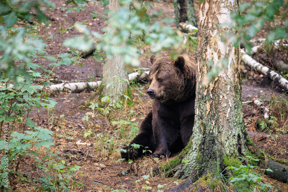 Obraz premium orso bruno