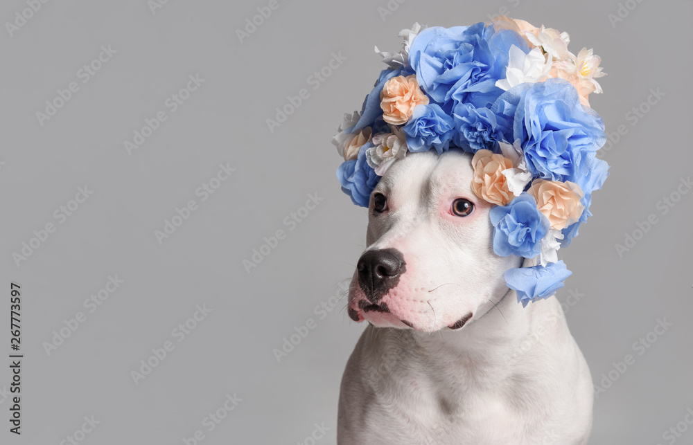 Portrait of white pitbull girl, wearing blue flower wreath in front of white background. Funny dog wearing floral wreath. Party concept. Copy Space