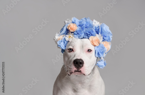Portrait of white pitbull girl, wearing blue flower wreath in front of white background. Funny dog wearing floral wreath. Party concept. Copy Space