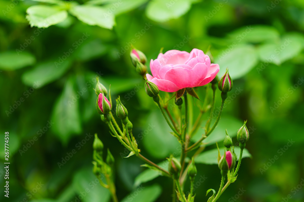 薔薇