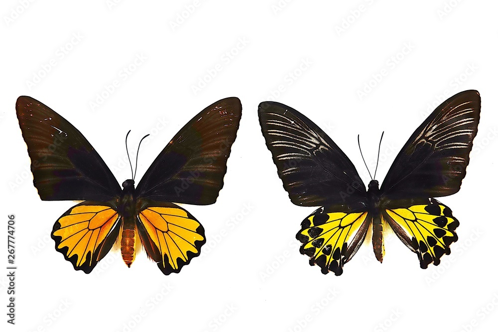 Obraz premium Photo two butterflies straff for natural animal studies on white backgound.