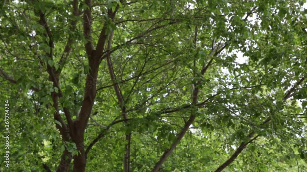 Green foliage of trees, branches swaying in the wind Green foliage of trees, branches swaying in the wind