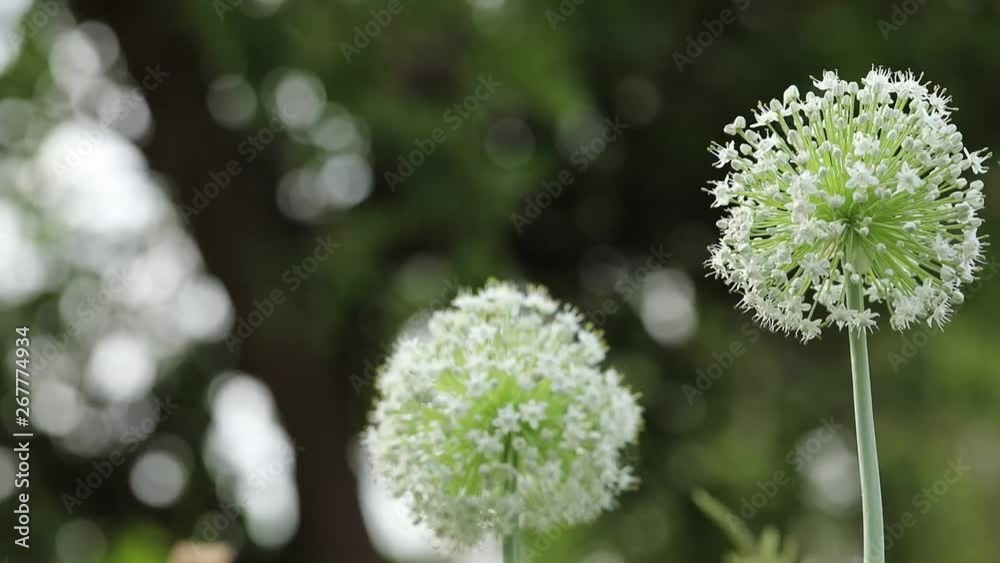 bee on Onion flower field , Onion flower field bee on Onion flower field , Onion flower field