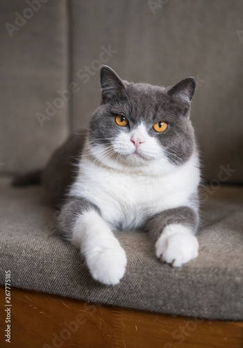 Cute british shorthair cat lying on the couch