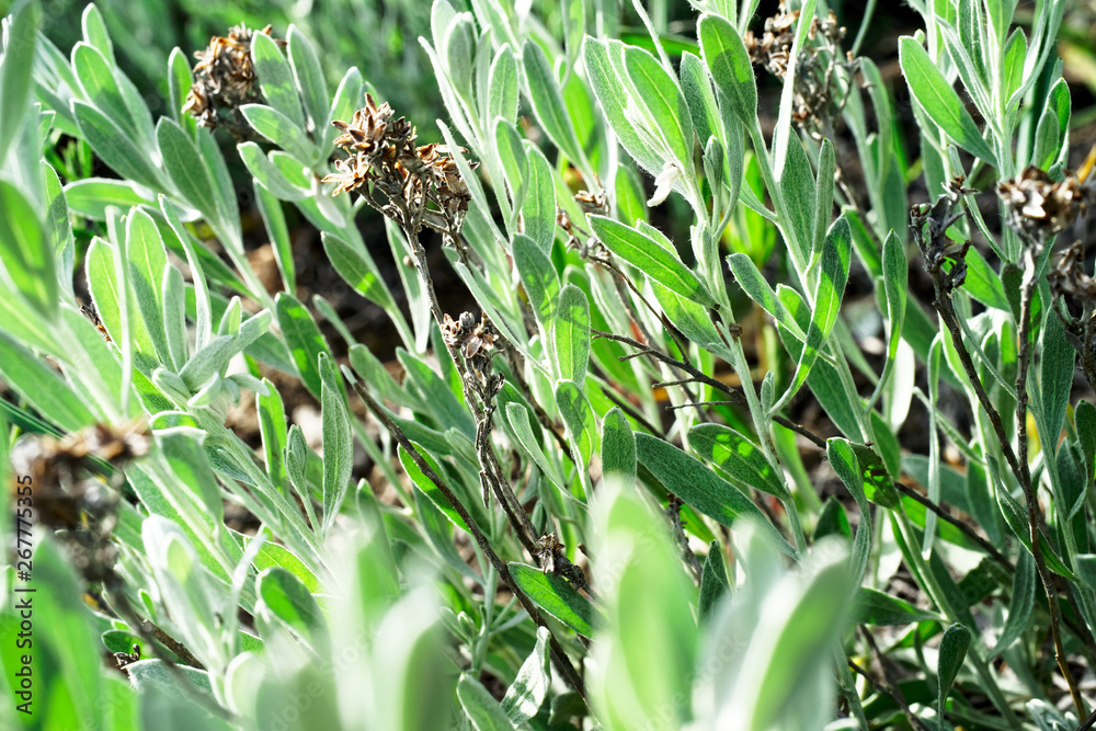 Juicy green in the Crimean Natural Reserve. Juicy green in the Crimean Natural Reserve.