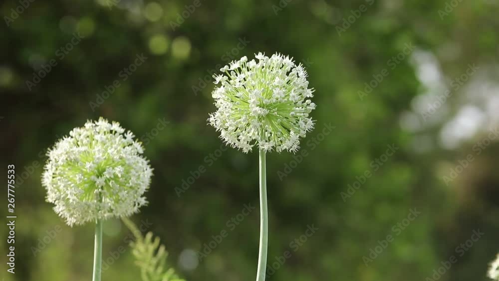 bee on Onion flower field , Onion flower field