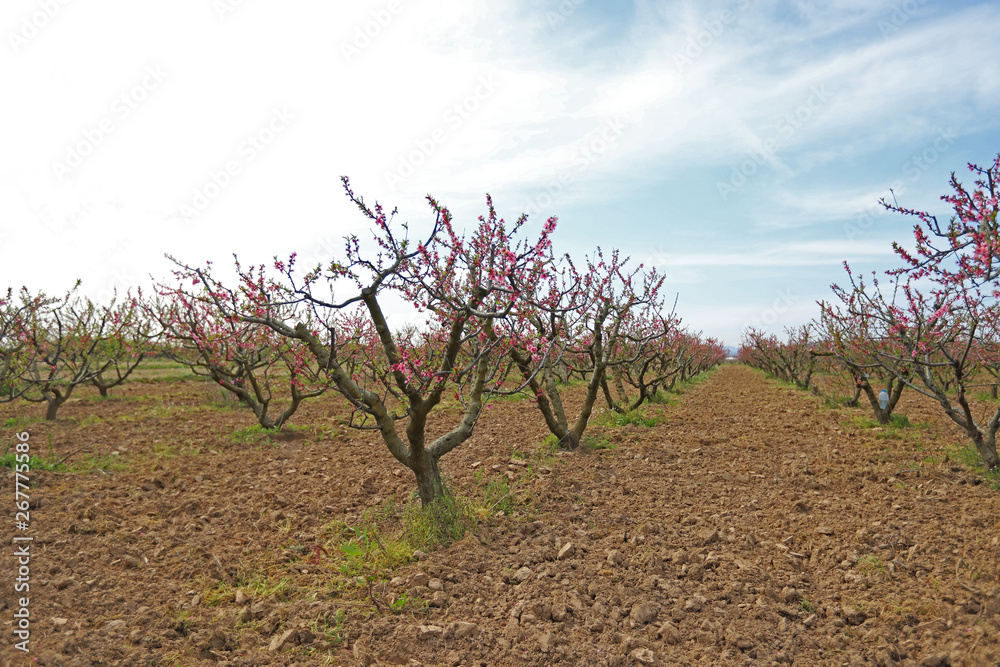 peach tree and flowers