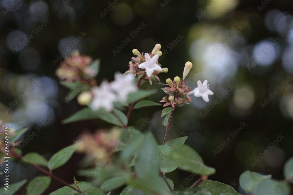 Flores Flores