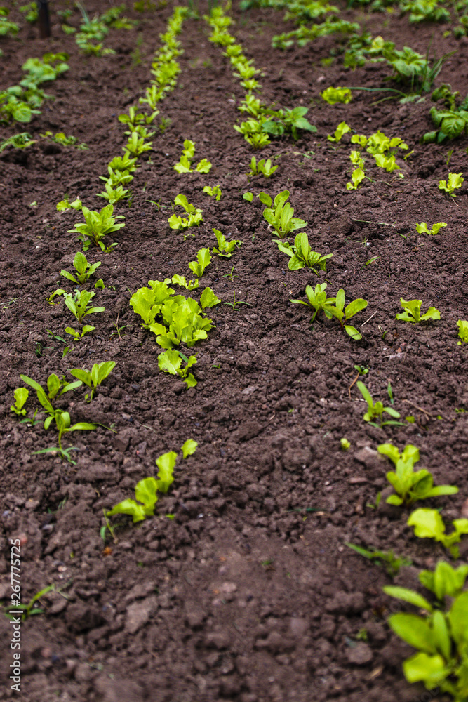 Sprouts of young vegetables in the garden, planting Sprouts of young vegetables in the garden, planting