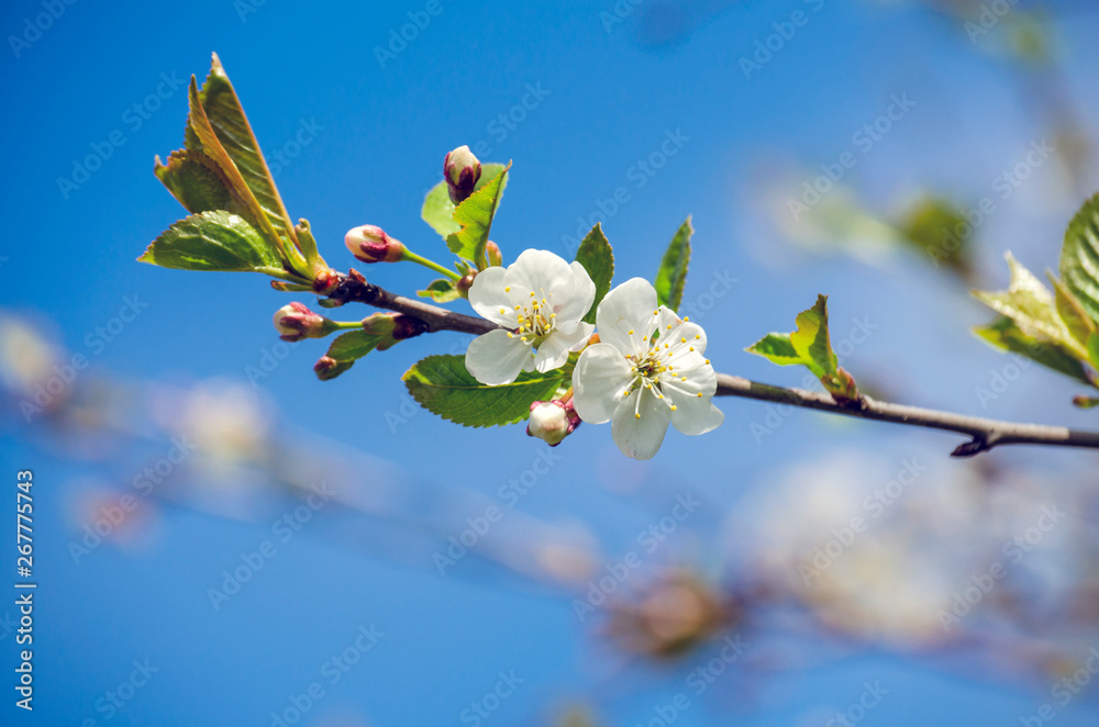 custom made wallpaper toronto digitalcherry twig with white flowers on the blue sky background