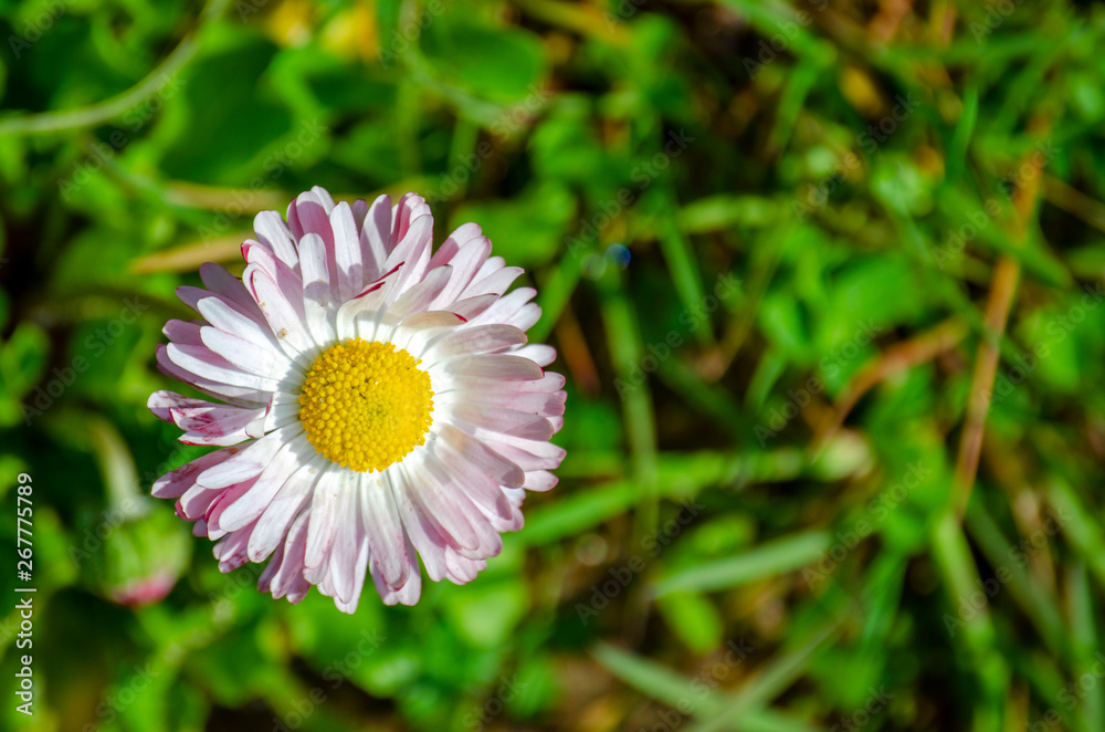 blooming Daisy flower with lots of white and pink petals and a yellow middle blooming Daisy flower with lots of white and pink petals and a yellow middle