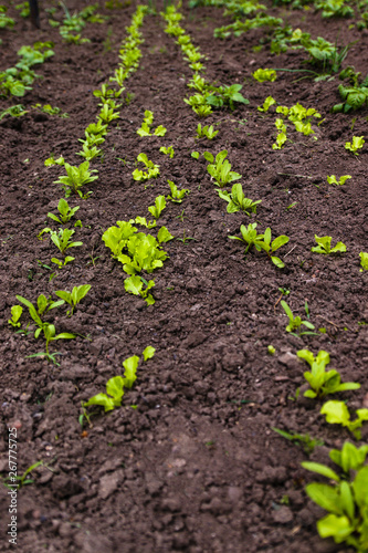 Sprouts of young vegetables in the garden, planting