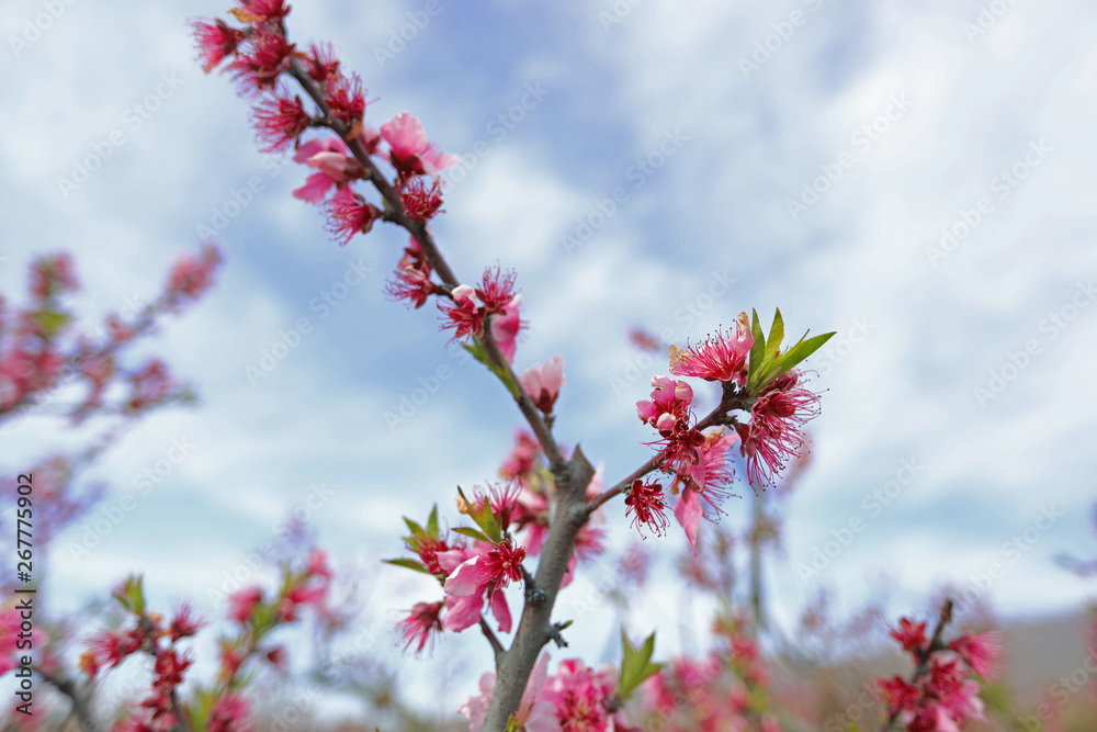 peach tree and flowers