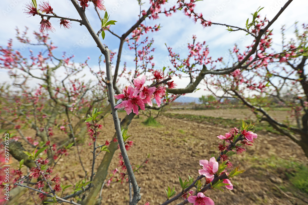 peach tree and flowers