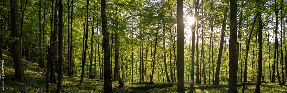 Fototapeta premium Panorama of Forest