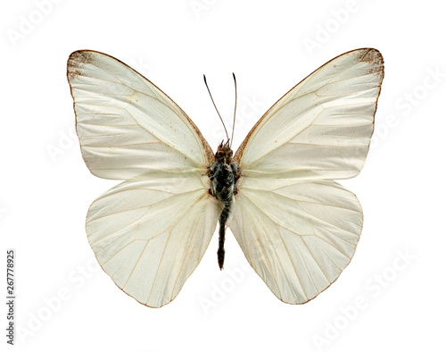 white butterfly on white background