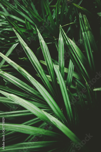 Palm leaf pattern texture abstract background.