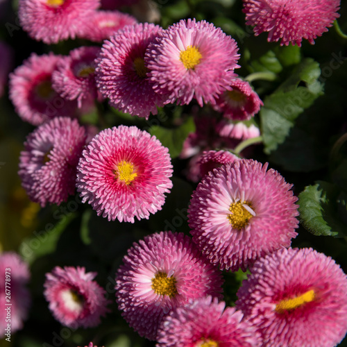 Pink flowers in a garden