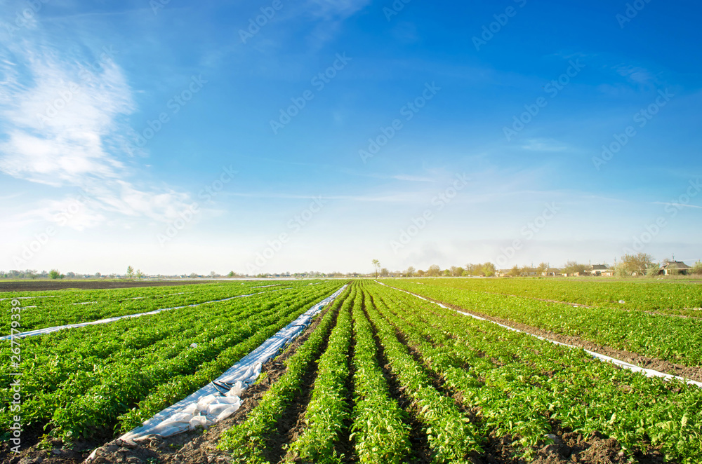 Potatoes plantations grow in the field. Vegetable rows. Farming, agriculture. Landscape with agricultural land. Fresh Organic Vegetables. Crops. Selective focus