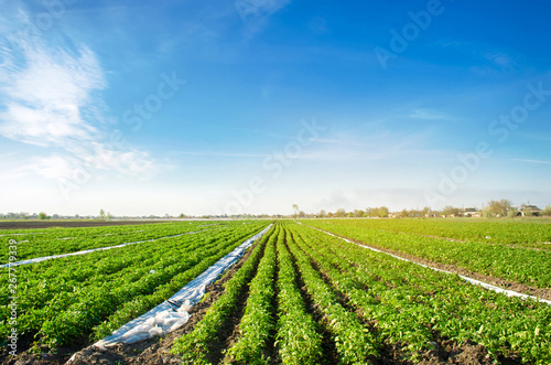 Potatoes plantations grow in the field. Vegetable rows. Farming, agriculture. Landscape with agricultural land. Fresh Organic Vegetables. Crops. Selective focus
