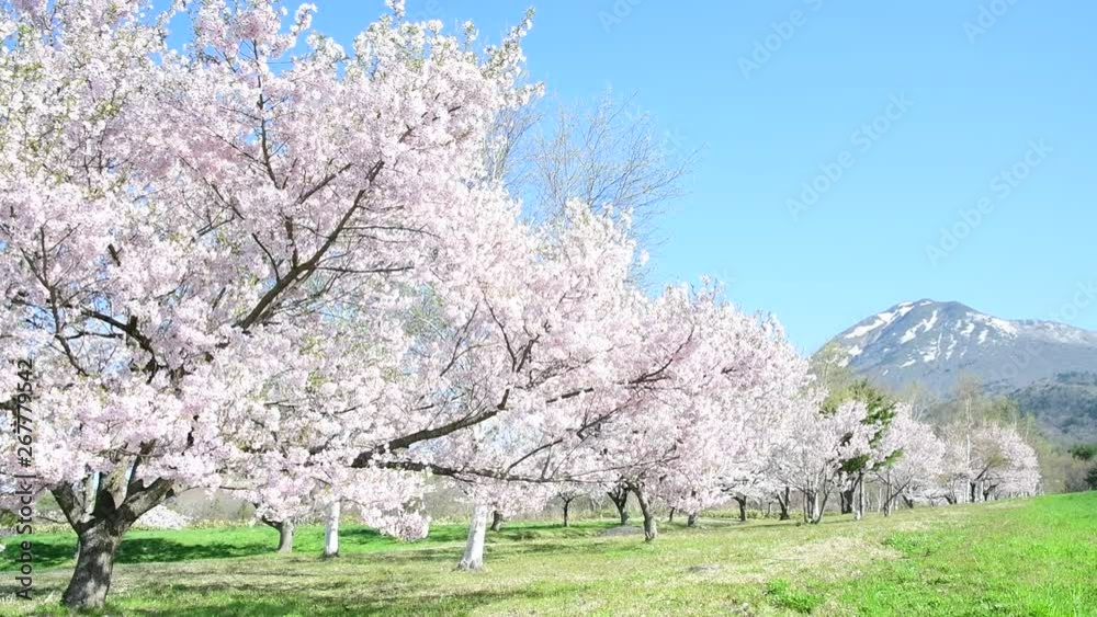 cherry blosssoms and blue sky in Japan cherry blosssoms and blue sky in Japan
