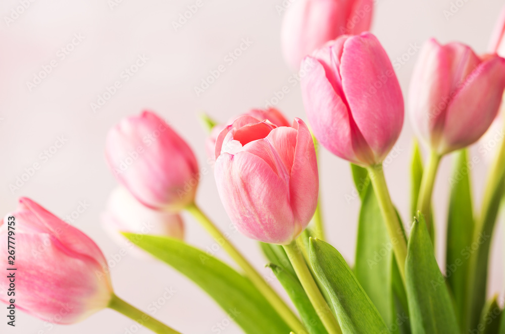 Lovely pink spring tulips