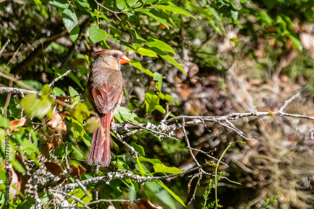 Fototapeta premium red bird