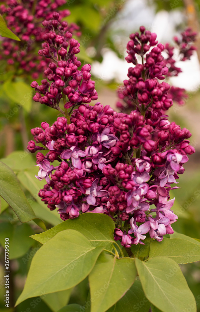 Obraz premium Blooming lilac in botanical garden