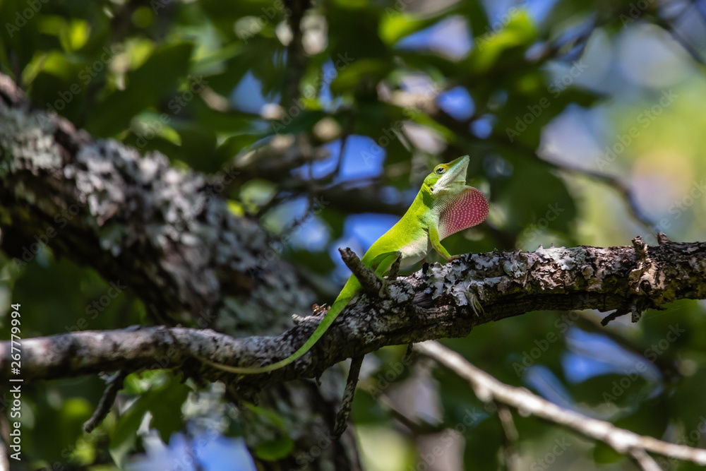 green lizard