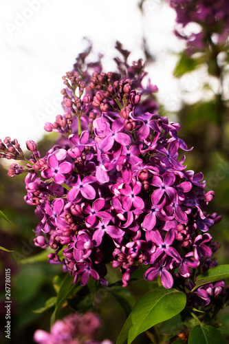 Blooming lilac in botanical garden